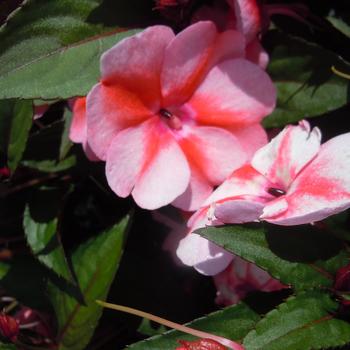 Impatiens SunPatiens® Peach Candy