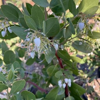 Arctostaphylos manzanita 'Dr. Hurd' 