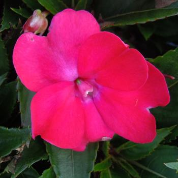 Impatiens Sol Luna™ 'Electric Pink'