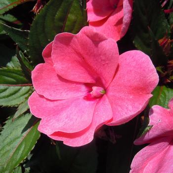 Impatiens hawkerii 'Deep Pink' 