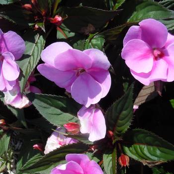 Impatiens 