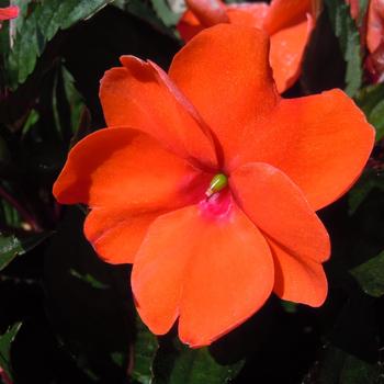 Impatiens hawkerii 'Deep Orange' 