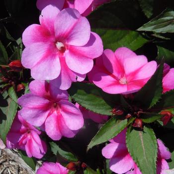 Impatiens SunPatiens® Purple Candy