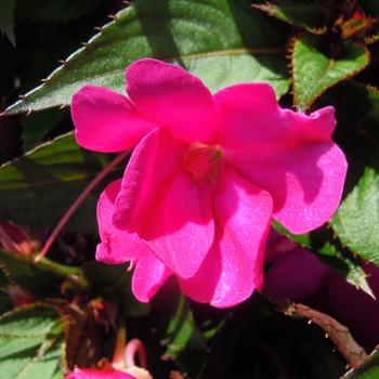 Impatiens 'Ultra Violet' 