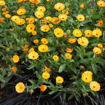 Calendula 'Amber Arctic' 