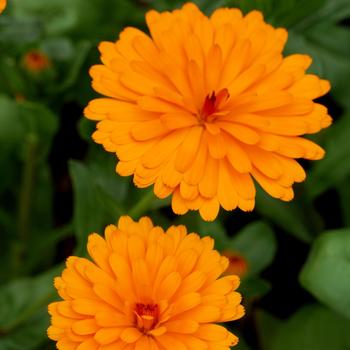 Calendula 'Peach Polar' 