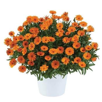 Calendula officinalis Cheers™ 'Tangerine'