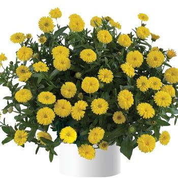 Calendula officinalis Cheers™ 'Yellow'