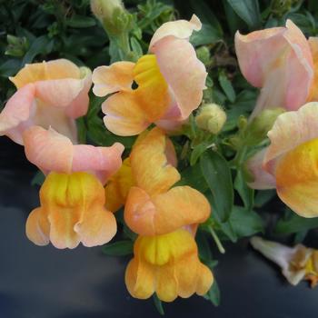 Antirrhinum majus nanum Snappy 'Bronze'