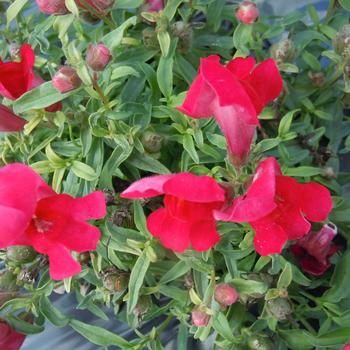 Antirrhinum majus nanum Snappy 'Cherry'