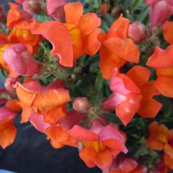 Antirrhinum majus nanum Snappy 'Orange'