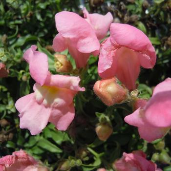 Antirrhinum majus nanum 'Pink' 