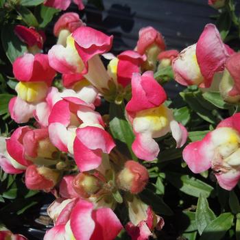 Antirrhinum majus nanum 'Rose-White' 