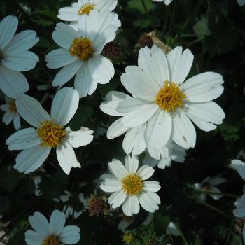 Bidens ferulifolia 'White Delight™' 