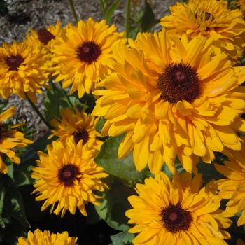 Rudbeckia hirta 'Maya' 