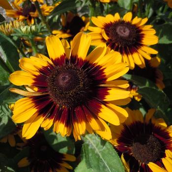 Rudbeckia hirta 'Sonora'