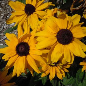 Rudbeckia hirta 'Lucia' 