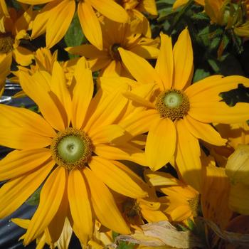 Rudbeckia hirta Sunbeckia® 'Laura'