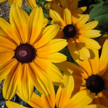 Rudbeckia hirta 'Maya' 