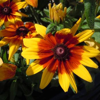 Rudbeckia hirta Sunbeckia® 'Mia'