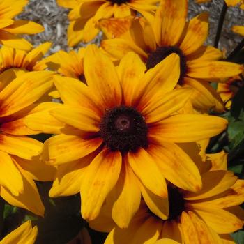 Rudbeckia hirta 'Carla' 