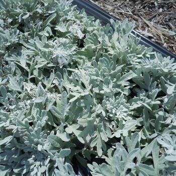 Artemisia 'FanciFillers Sea Salt' 