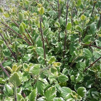 Glechoma hederacea 'Freaky Leaves'