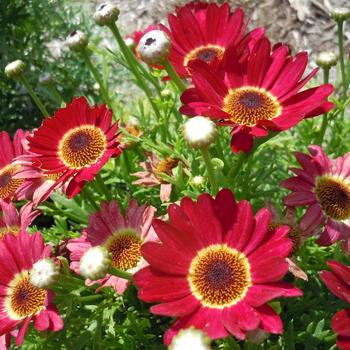 Argyranthemum Grandaisy® Red Improved