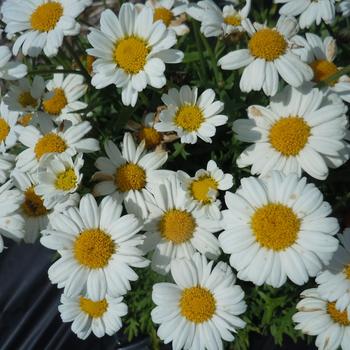 Argyranthemum frutescens Lollies™ White Chocolate