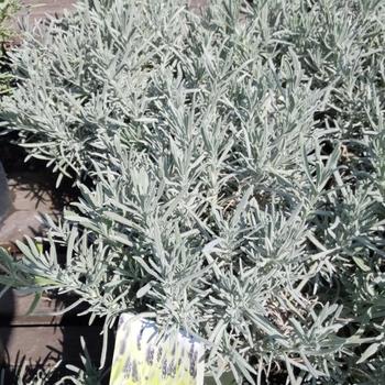 Lavandula x intermedia 'Hidcote Giant' 
