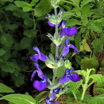 Salvia coahuilensis