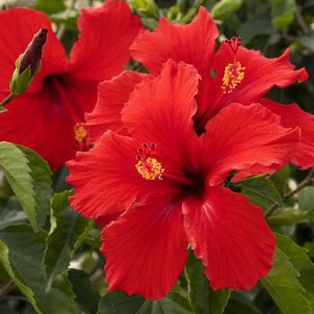 Hibiscus rosa-sinensis 'Brilliant' 
