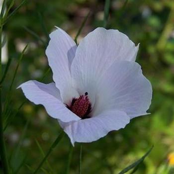 Alyogyne 'Lady Barbara Rose' 