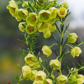 Boronia megastigma 'Lutea' 