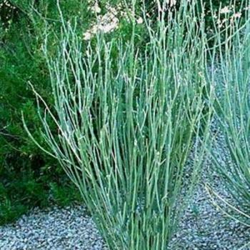 Asclepias subulata