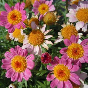 Argyranthemum frutescens