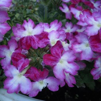 Verbena 'Wicked Beauty Burgundy' 