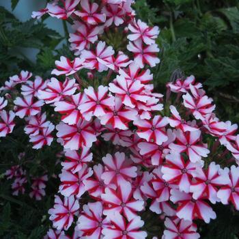 Verbena Lanai® 'Candy Cane'