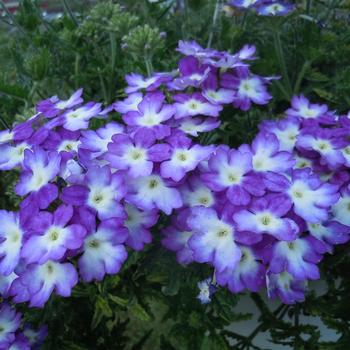 Verbena 'Wicked Purple'