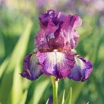 Iris germanica 'Wine Festival' 