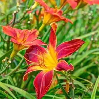 Hemerocallis 'Ming Toy' 