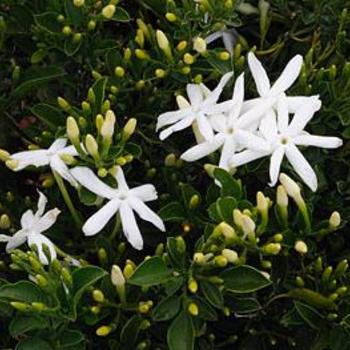 Jasminum angulare