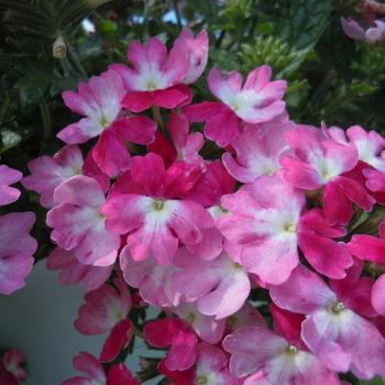 Verbena 'Wicked Hot Pink' 