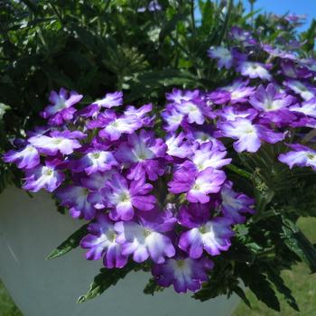 Verbena 'Wicked Great Grape' 