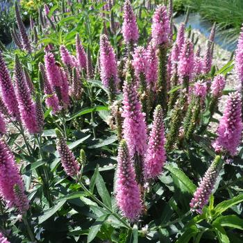 Veronica longifolia Skyward™ 'Pink'