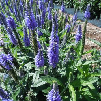 Veronica longifolia 'Balskywlue' PPAF