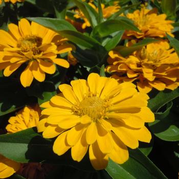 Zinnia elegans 'Yellow' 