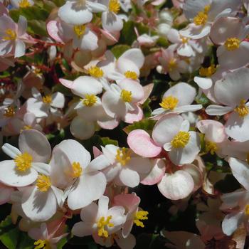 Begonia Hula™ 'Blush'