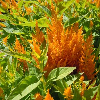 Celosia plumosa 'Flamma Golden' 