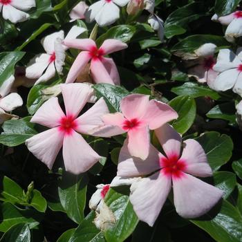 Catharanthus roseus 'Virtuosa Apricot' 